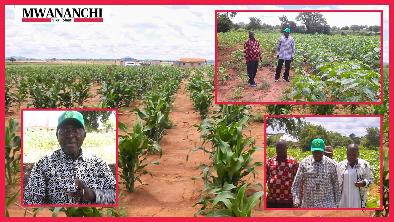 Kutoka shambani kwa Mzee Malecela Chamwino Dodoma; Afunguka jinsi alivyoamua kuingia kwenye kilimo