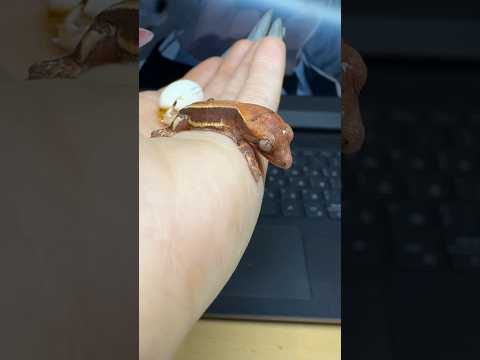 Вылупление реснитчатого бананоеда #питомцы #вмиреживотных #reptiles #рептилии #животные