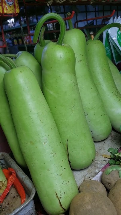 Fresh Upo Vegetables Or Bottle Gourd Reduce Risk Of Unirary Infection fresh-upo-vegetables-or-bottle-gourd-reduce-risk-of-unirary-infection