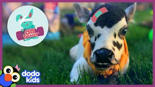 All Better Angel — This Perfect Creature Is A Baby Zebu | All Better | Dodo Kids
