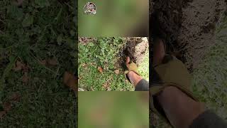 Found Coins in Memorial! Unearthing Sensational Secrets! #shorts
