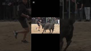 VACAS DE HILARI PRINCEP EN L'ALCORA #festejopopular #toros #fiestabrava #bousalcarrer