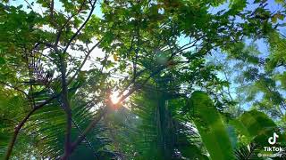 Cinematic Keren Anak Kampung Pasaman Barat Kasik Putih