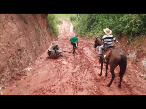 Vídeo: Corridas de cavalos acontecem na chuva?