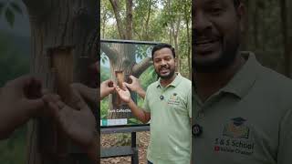 Camphor #education #gk #teacher #tspsc #tgdsc #upsc