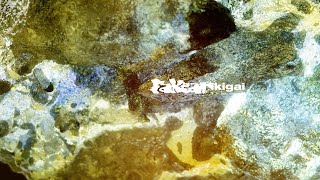 Fakear - Ikigai (Official Visualizer)