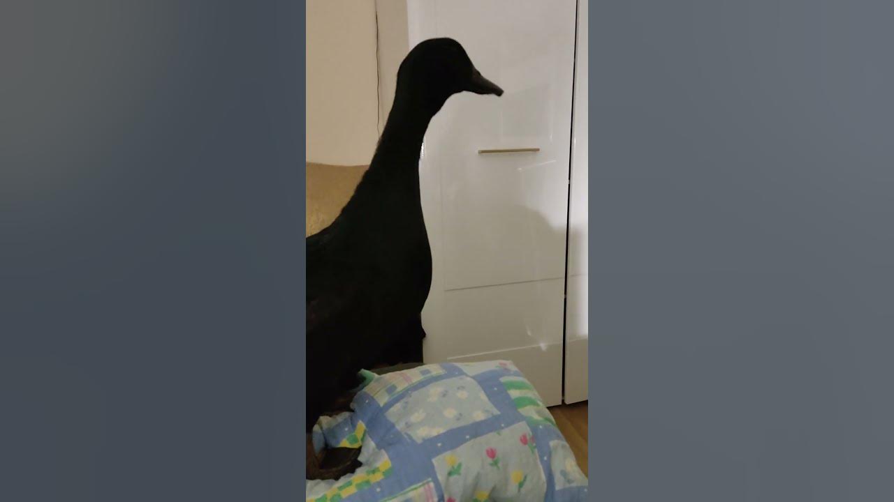 Kaczka wskoczyła mi do łóżka 😁🦆🥰 śmiesznezwierzęta kaczka kaczor