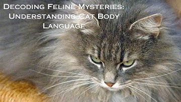 Decoding Feline Mysteries: Understanding Cat Body Language
