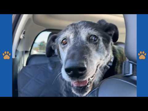She Fostered a Senior Dog Nobody Wanted—The Smile He Gave Her on the Ride Home Changed Everything