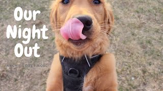 Archie – Enchanted Evening (In Nature)  - Golden Retriever Puppy and Irish Setter by Archie loves Noel 217 views 1 year ago 1 minute, 44 seconds