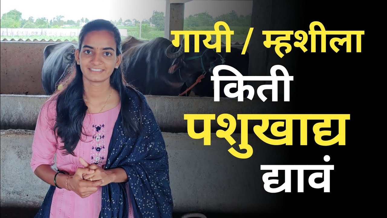 जनावरांसाठी पशुखाद्याचे फायदे | श्रद्धा ढवण | Shraddha Farms