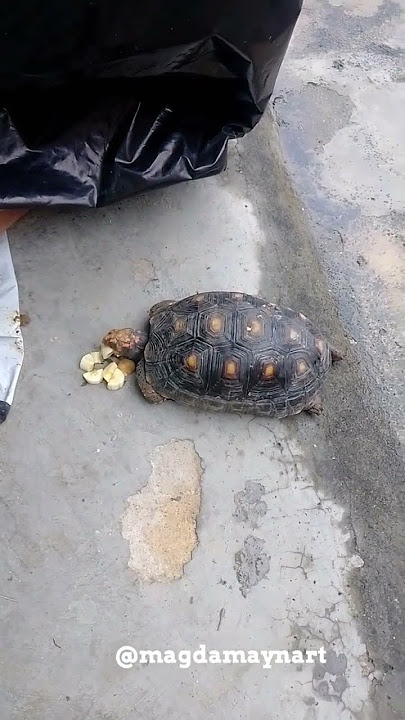 OLHA A OTÁVIA