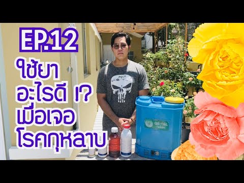 วีดีโอ: กุหลาบฟลอริบันดา: คำอธิบาย ลักษณะการปลูก และการดูแล