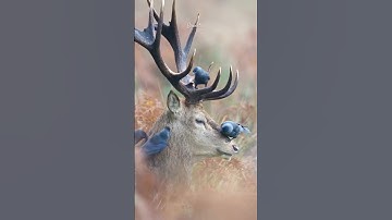Beginilah kehidupan rusa‼️#shortsfeed #feedshorts  #nature #animals #deer #shorts #shortsviral