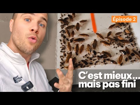 Cuisine infestée de cafards, épisode 2 : le résultat en vidéo