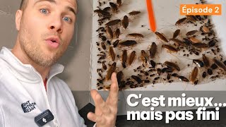 🪳 Cuisine infestée de cafards (Épisode 2) : c’est mieux… mais pas fini