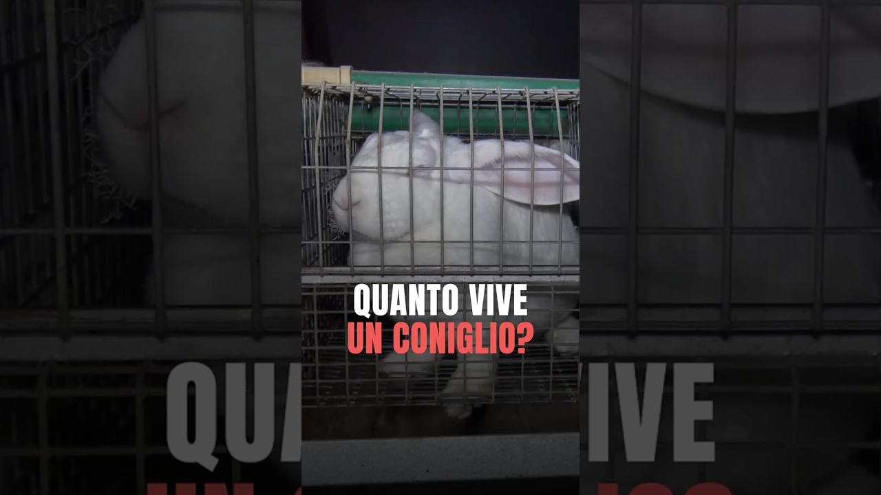Quanto vive un CONIGLIO?
