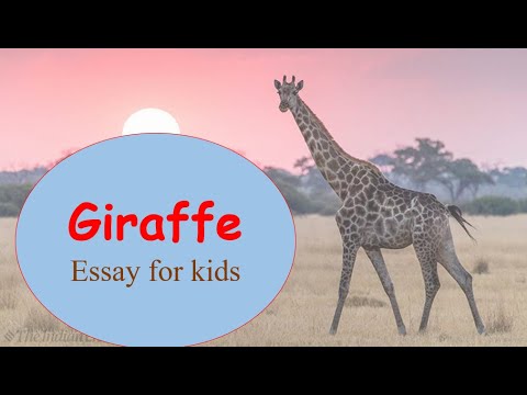 my favorite animal giraffe essay