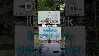 Dünyanın ilk ve tek Bonobo yetimhanesi nedir?