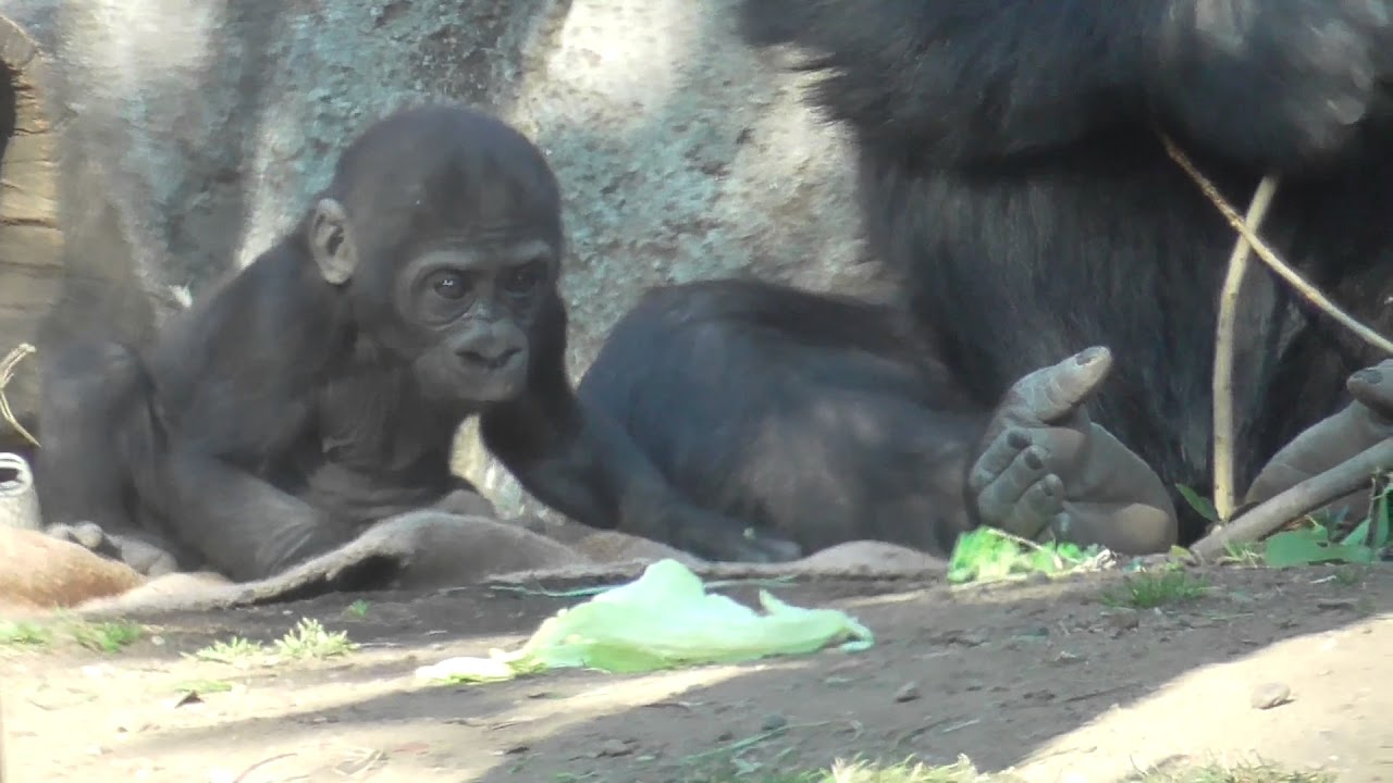 kawaii emoticons #03. cute! Gorilla baby (4 months old) 