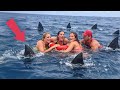 Dolphins Formed a Circle Around Them for a Terrifying Reason