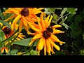 Relaxing Live Reiki Healing Music 24/7: Meditation Music, Soothing Music, Relaxation Music