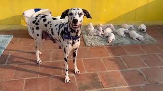 DaLmaTian Puppiez❤‍ #show #old #video #cutepuppy #pets #dog #doglover #female #tamil #madurai
