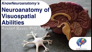 The Neuroanatomy of Visuospatial Abilities