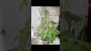 Download Lagu Our #Simpleplant and #freshplant decor 🌿😍☘️ MP3