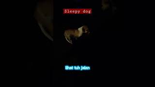sleepy dog 🔥Anjing Mengantuk#shortvideo #viral #viralshort #animals #fyp