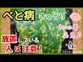 きゅうりがべと病になったら!復活に向けた最強の秘訣・対処法と対策の薬♪プランター家庭菜園きゅうりの病気