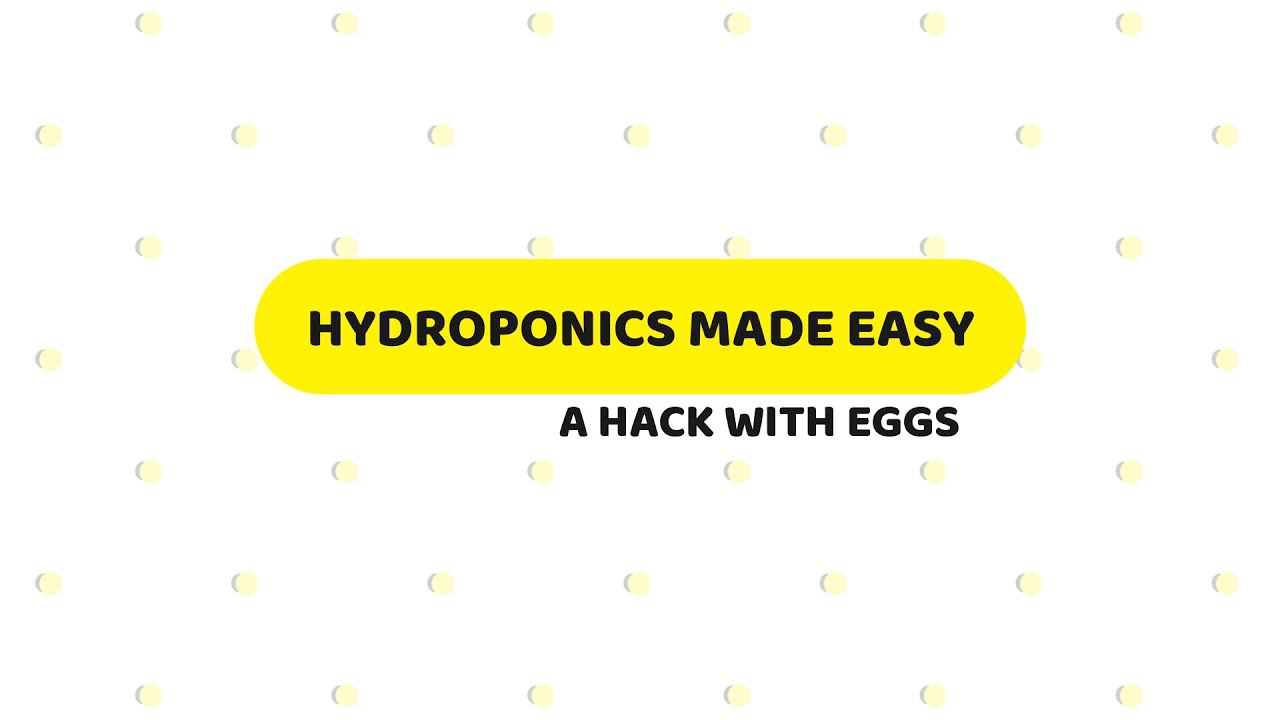 Easy Egg Water Fertilizer hydroponics, eggshells, plants YouTube