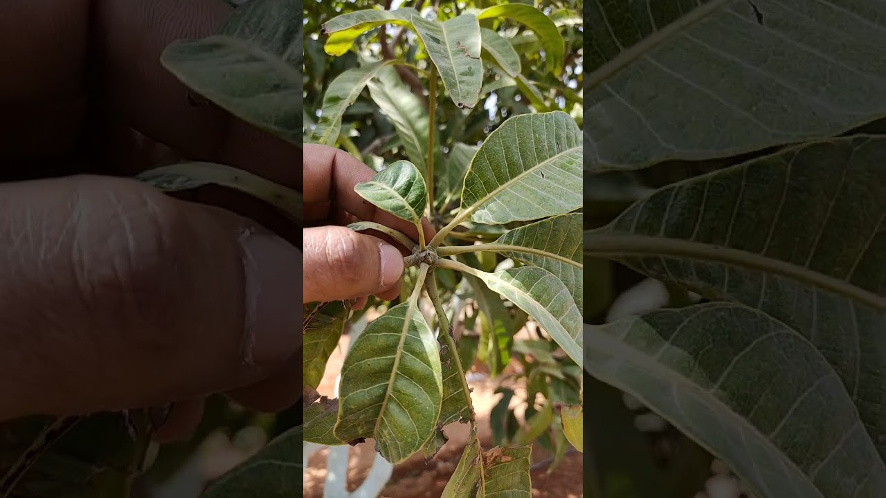 زياره ومعلومه مهمه لمزارعي المانجو 13/3/2010