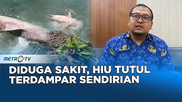 Hiu Tutul Terdampar di Pantai Pangi Blitar, Dinas Perikanan Imbau Warga Tak Konsumsi Bangkainya