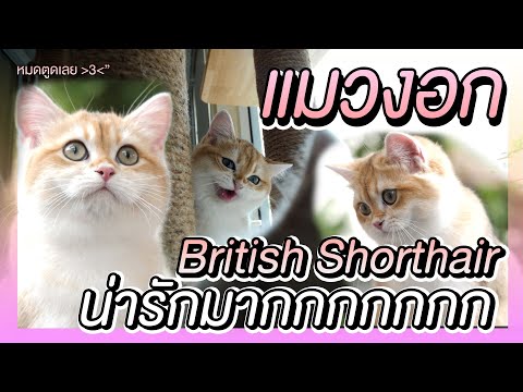 รับลูกสาวคนใหม่ แมว British Shorthair | The PETTO EP.63