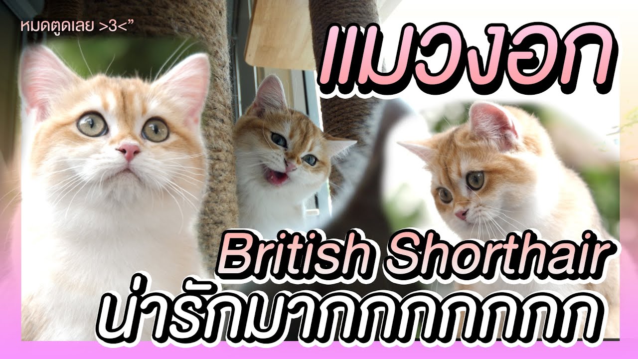 รับลูกสาวคนใหม่ แมว British Shorthair | The PETTO EP.63