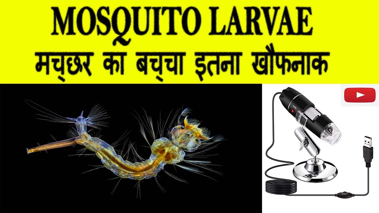 Mosquito larvae under Microscope