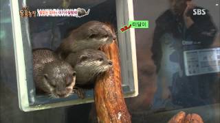 20131117 TV동물농장(다시보기) #2(10)