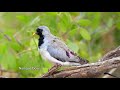 Birds of Kenya