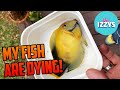 MY FISH ARE DYING!