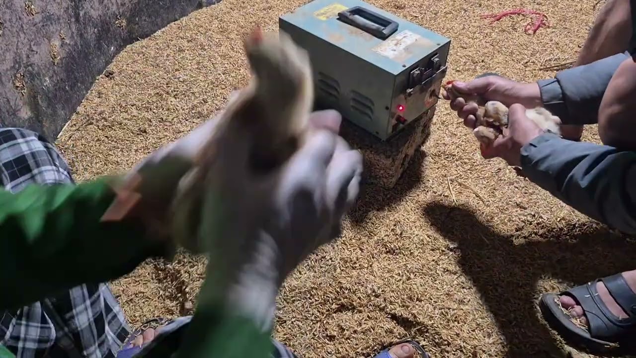 Cách Mài Mỏ Gà Tại Sao Phải Mài