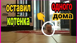 ОСТАВИЛ КОТЁНКА , ОДНОГО ДОМА НА 3 ДНЯ! 😱 ШОК! ЧТО СЛУЧИЛОСЬ??? КОТЁНОК ЖИВ ? 🚫// Дневник блогера ОСТАВИЛ КОТЁНКА , ОДНОГО ДОМА НА 3 ДНЯ! 😱 ШОК! ЧТО СЛУЧИЛОСЬ??? КОТЁНОК ЖИВ ? 🚫// Дневник блогера