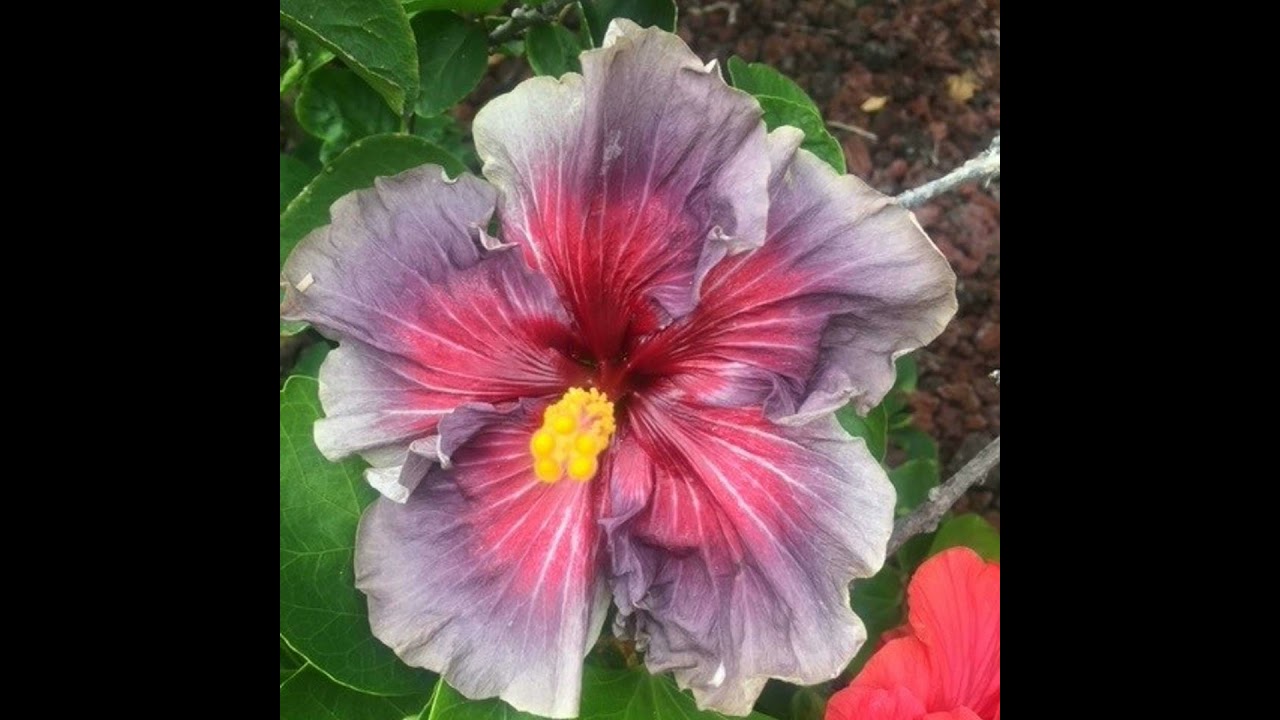 Luke 23.35-43 The Outlaw’s Insight: Understanding Jesus Through Unexpected Eyes