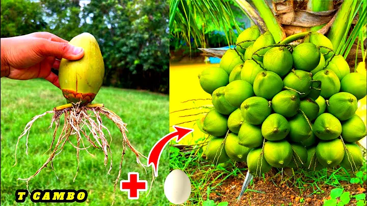 New way to growing coconuts fruit to get more fruit in the shortest time | Grafting Coconuts | cambo