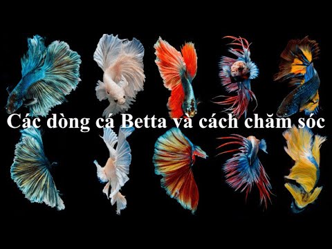 Video: Cá vàng và chăm sóc cá Betta