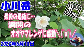 小川岳 ✨最後の最後に満開のオオヤマレンゲに出会えて感動\(^o^)/