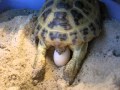 Роды (кладка яиц) среднеазиатской черепахи ;)