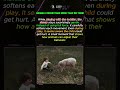 The Sheep Knew To Be Gentle