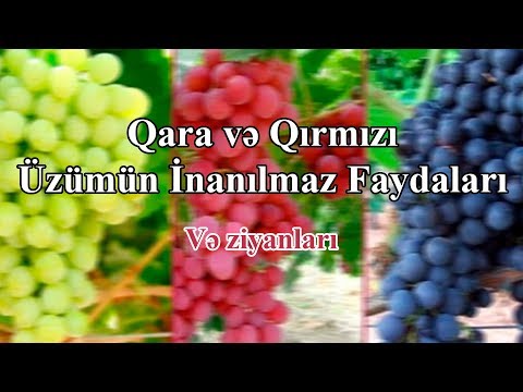 Video: Üzümün Faydalı Xüsusiyyətləri Və Istifadəsi