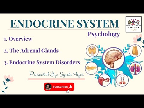 Endocrine system in urdu & hindi | Adrenal glands - Endocrine disorders ...